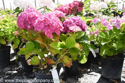 hydrangea-pink-bouquet-1