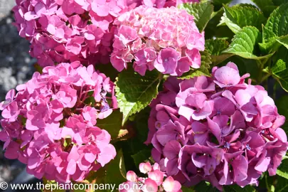 hydrangea-pink-bouquet-2