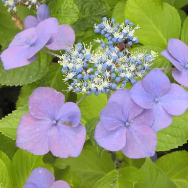 hydrangea-red-star-