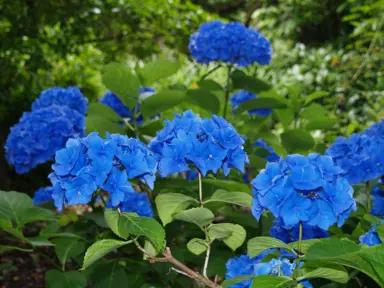 hydrangea-renate-steiniger-1