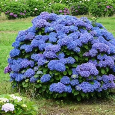 hydrangea-renate-steiniger-2