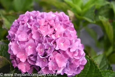 hydrangea-renate-steiniger-4