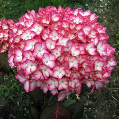 hydrangea-sabrina-