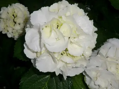 hydrangea-schneeball-1