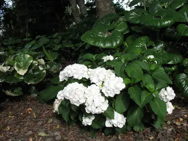 hydrangea-macrophylla-schneeball-2