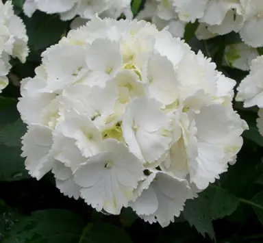 hydrangea-macrophylla-schneeball-3