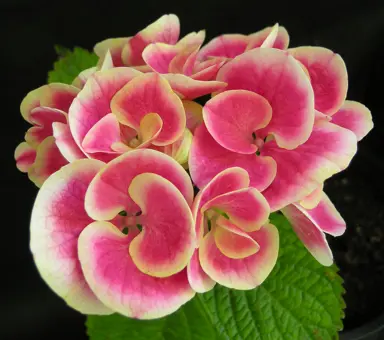 hydrangea-sensation-