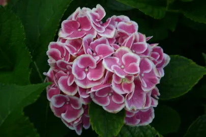 hydrangea-sensation-1