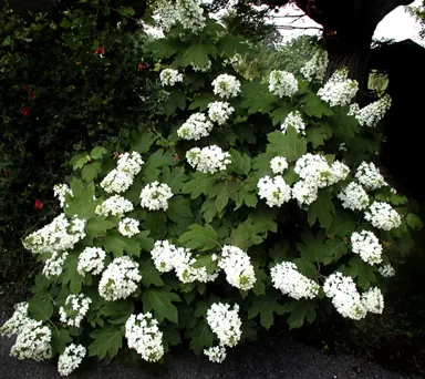 hydrangea-snowflake-1