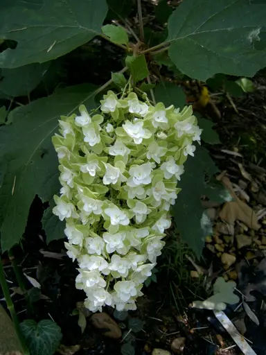 hydrangea-snowflake-2