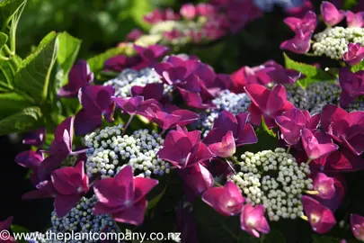 hydrangea-strawberries-and-cream-