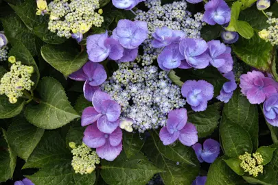 hydrangea-zaunkonig-1