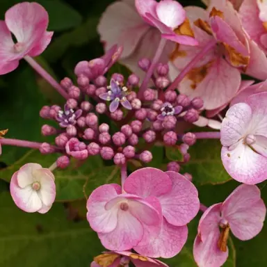 hydrangea-zaunkonig-2