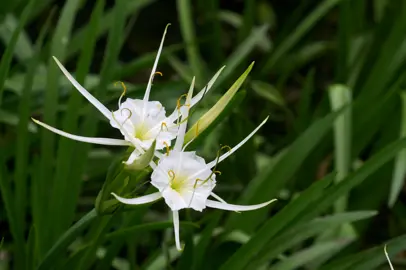Hymenocallis liriosme green foliage and elegant white flowers.