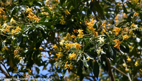 hymenosporum-flavum--2