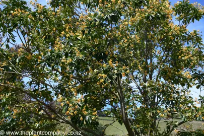 hymenosporum-flavum-