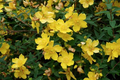 hypericum-hidcote--1