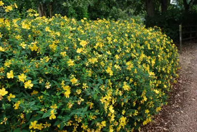 hypericum-hidcote--2