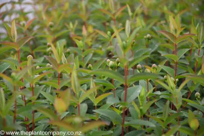 hypericum-hidcote--3