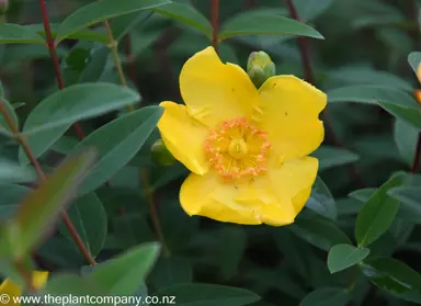 hypericum-hidcote-