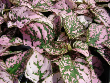 Hypoestes phyllostachya plant with elegant, pink leaves.