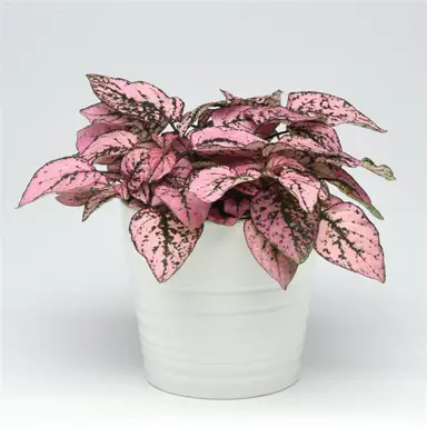 Hypoestes Splash Pink plant in a pot.