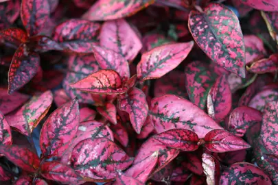 Hypoestes Splash Red plant with colourful red folaige.