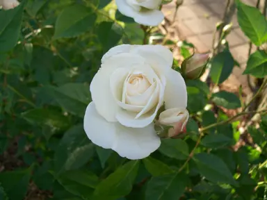 An elegant 'Iceberg' Rose flower against mid-green foliage.