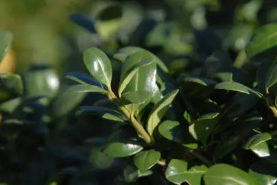 ilex-crenata-convexa-3