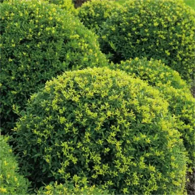 ilex-crenata-