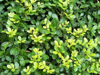 ilex-crenata-1