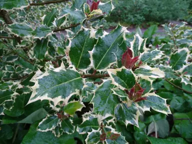 Ilex 'Madame Briot' variegated cream and green foliage.