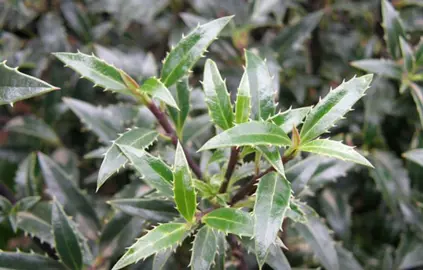 ilex-aquifolium-angustifolia-male-2