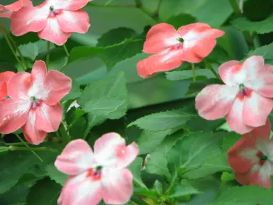 Impatiens walleriana plant with peach-pink coloured flowers above lush, green foliage.