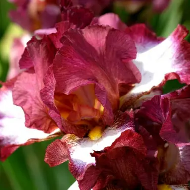 iris-crinoline-1