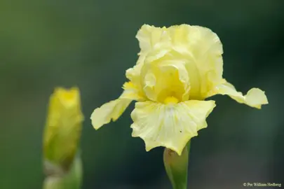 iris-maui-moonlight-1