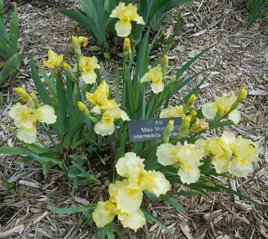 iris-maui-moonlight-2