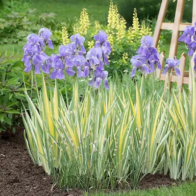 Iris pallida 'Aureo Variegata' plants with purple flowers and variegated leaves in a cottage garden.