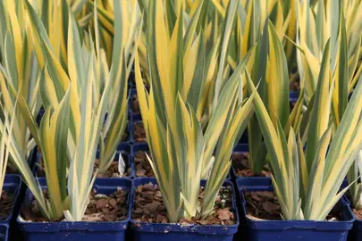 Iris pallida 'Aureo Variegata' plants in pots for sale.