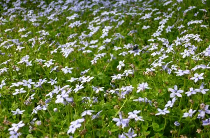 Isotoma fluviatilis plants grow as a ground cover, featuring lush, green foliage and attractive, blue flowers.
