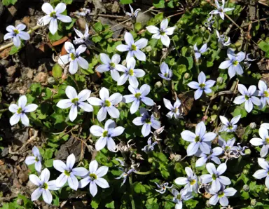 Isotoma fluviatilis plants with pretty, blue flowers.