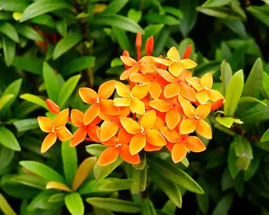 Ixora Dwarf Orange plant with orange flowers.