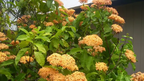 Ixora 'Gold Malay' yellow flowers and green foliage.