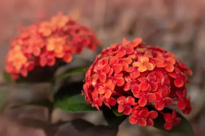 Ixora Prince Of Orange flowers.