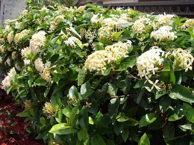Ixora 'White Malay' shrub with white flowers and lush green foliage.