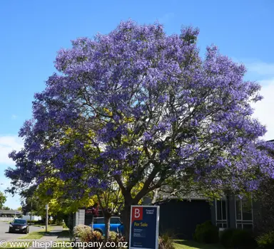 Stately Jacaranda mimosifolia tree in flower.