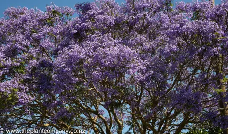 Closeup of Jacaranda mimosifolia flowers on a large tree.