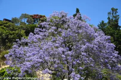 Large Jacaranda mimosifolia tree with blue flowers.