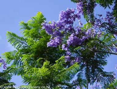 Jacaranda mimosifolia foliage and blue flowers.