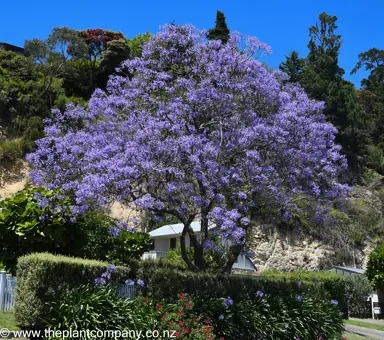 Large Jacaranda mimosifolia tree covered in blue flowers.